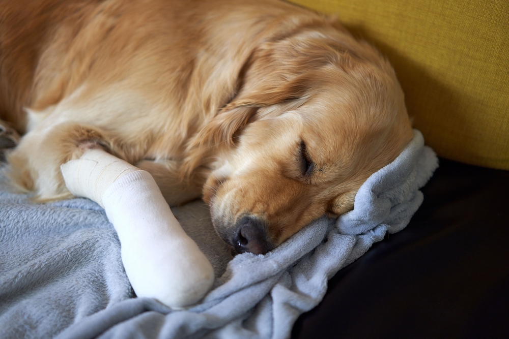An adorable female golden retriever with a bandaged paw sleeping right after the surgery
