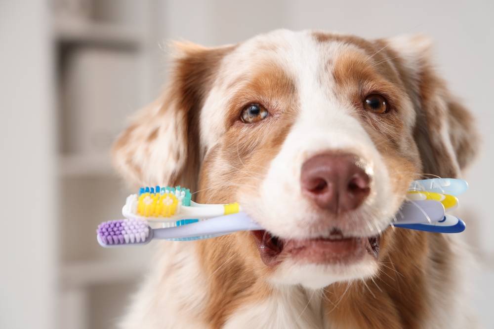 Australian Shepherd dog with toothbrushes in vet clinic, closeup. Pet Dental Health Month