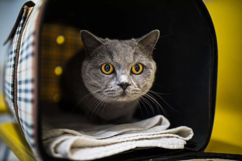 Cat in a veterinary clinic. Feline patient waiting in the waiting room of a vet clinic