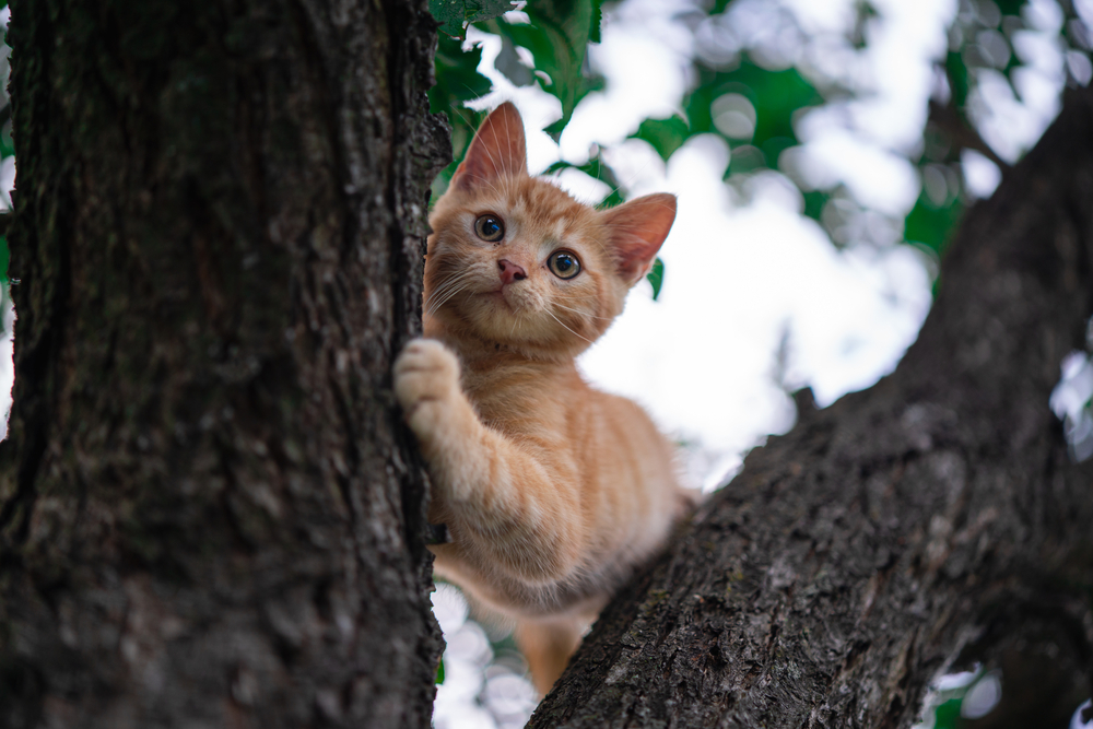 An adorable orange kitten clings to the trunk of a tree, looking curiously at the camera with bright, expressive eyes while surrounded by soft greenery – Veterinary Purcellville VA.