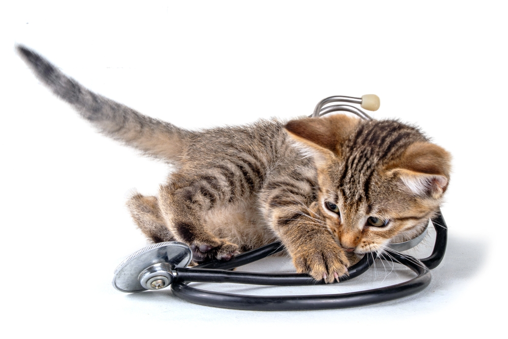 Cute little tabby kitten playing with medical doctor stethoscope on white background. Advertising, flier for veterinary clinic, cat food for kittens, healthcare products for cats background