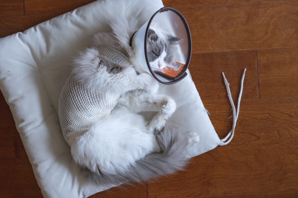 Daily care of domestic Ragdoll cat, post-sterilization surgery care, daily ear cleaning and care, cat treats wounds in pet hospital, owner takes good care of kitten, cat waiting for surgery in cage