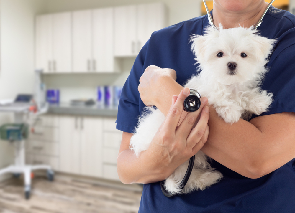 Female Doctor or Nurse Veterinarian with Small Puppy In Office.