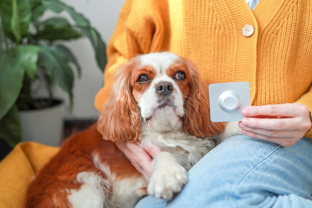 Insectoacaricidal preparation against fleas and ticks and Dog Cavalier King Charles Spaniel. Pets, veterinarian, seasonal treatment of dogs, protection