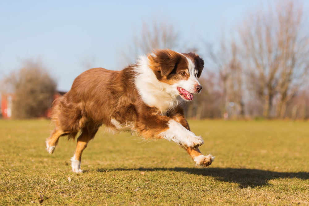old Australian Shepherd dog is running on the meadow