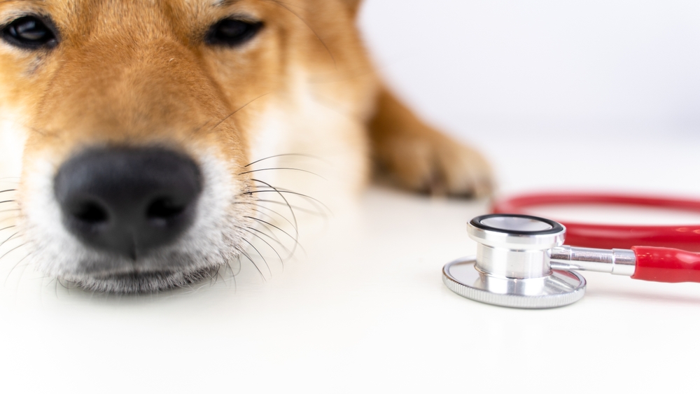 shiba ina's dog at a vet's appointment. High quality photo